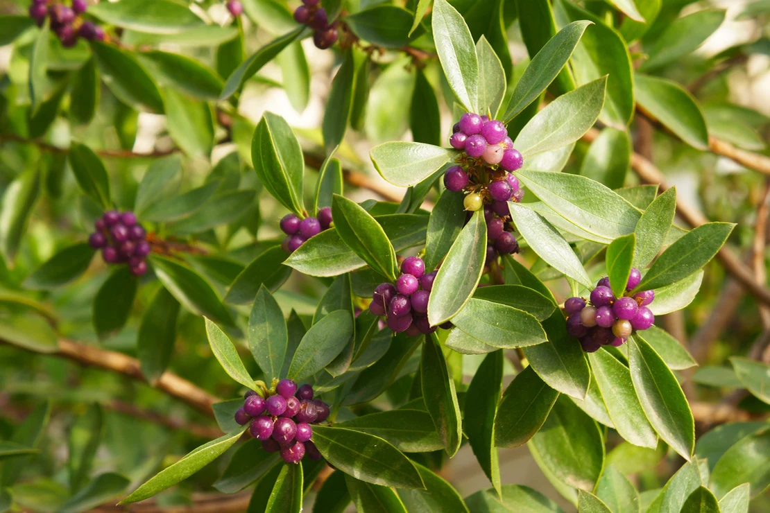 Ein Seidelbast von oben fotografiert: Die hellgrünen lanzettlichen Blätter ordnen sich sternförmig um die an den Triebspitzen sitzenden violettfarbenen Beeren an.