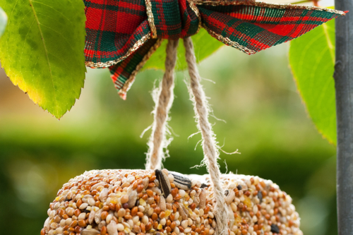 Ein aus Vogelfutter geformtes Herz mit einer rot-grün gemusterten Schleife hängt in einem Baum. Foto: AdobeStock_Brigitte Bonaposta