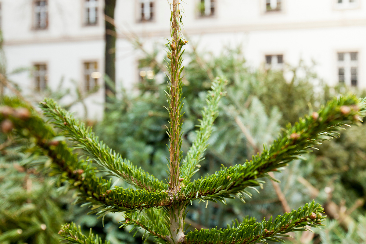 Weihnachtsbaum entsorgen und für die Abholung an Sammelstelle vorbereiten [Foto: AdobeStock_Lukas Bast]
