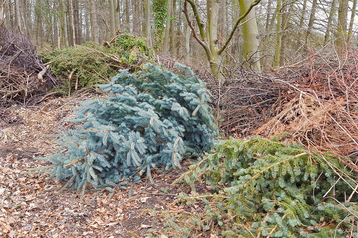Weihnachtsbaum wurde an einem Waldrand entsorgt [Foto: AdobeStock_Doris Gräf]