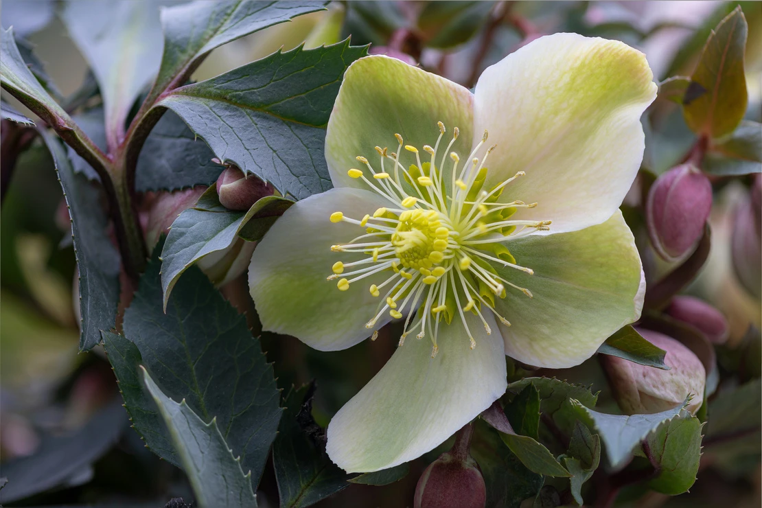 Garten im Januar: Eine Christrose mit dunkelgrünem Laub und einer cremefarbenen Blüte. Foto: AdobeStock_jokuephotography