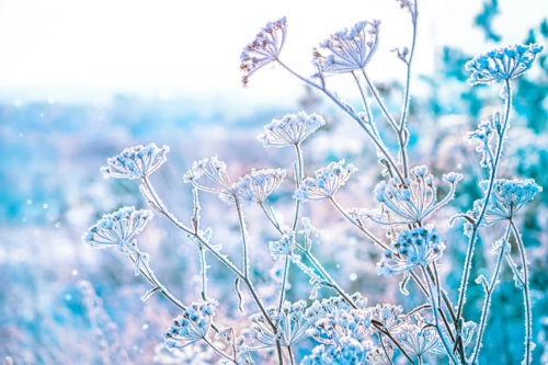 Mit Frost bedeckte Schafgarben im Winter in der Seitenansicht. Foto: AdobeStock_Ju_See