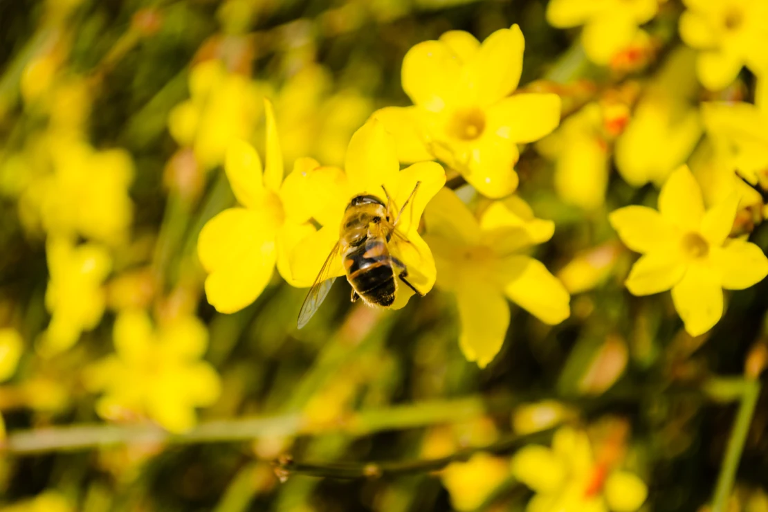 Winterjasmin: Eine Biene sitzt auf den gelben Blüten eines Winterjasmins. 