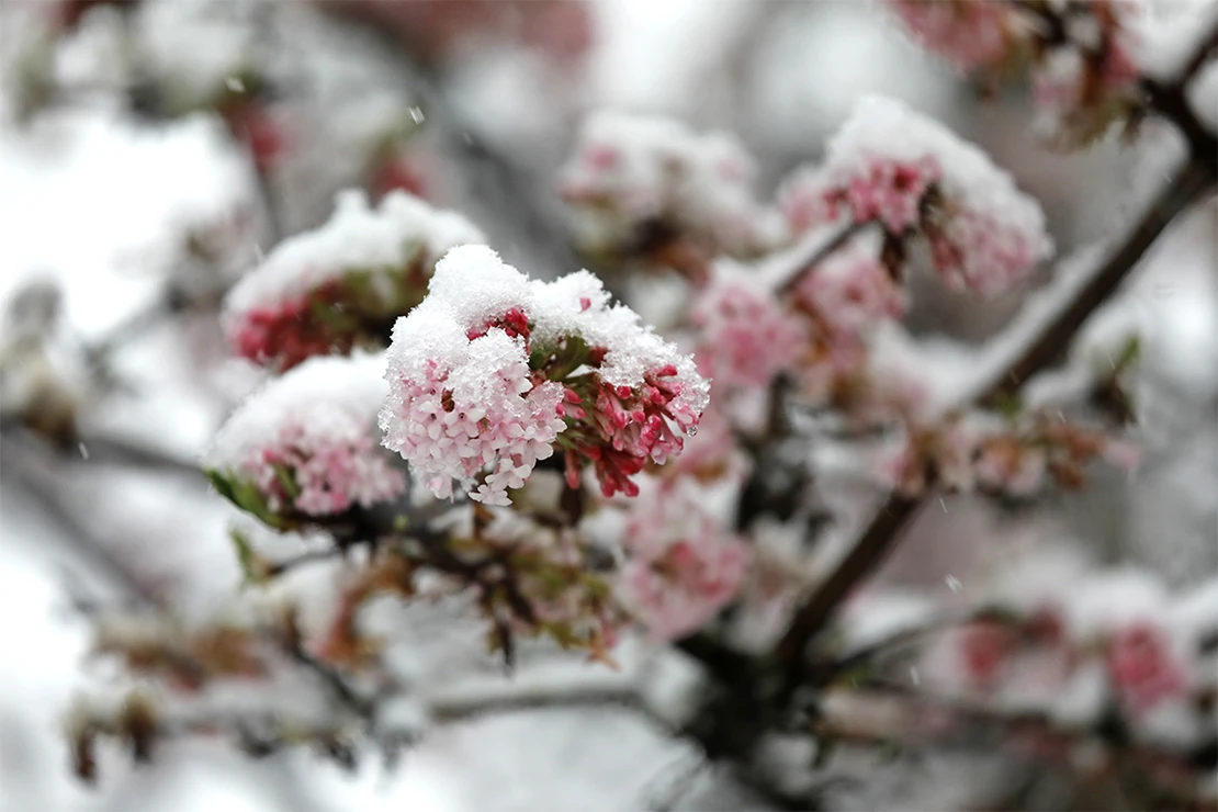 Garten im Januar: Blühender Winterschneeball in Schneelandschaft. [Foto: AdobeStock_oranguta007]
