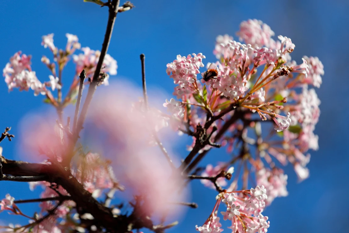 Bienen an den rosafarbenen Blüten eines Winterschneeballs vor blauem Himmel. Foto: AdobeStock_oranguta007
