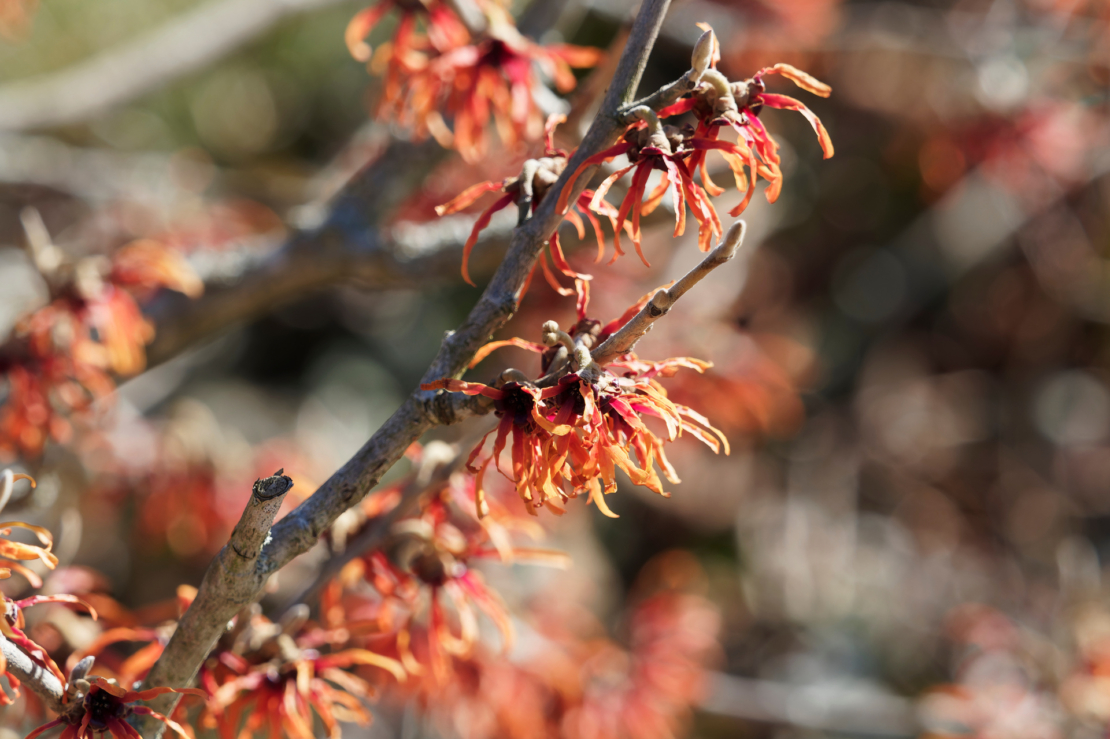 Zweige einer rotblühenden Hamamelis. Foto: AdobeStock_Marc