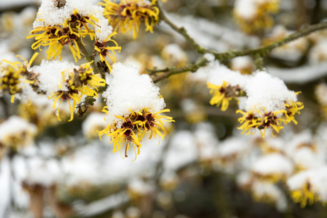 Schneebedeckte Zweige einer Hamamelis mit gelben Blüten. Foto: AdobeStock_Wiert