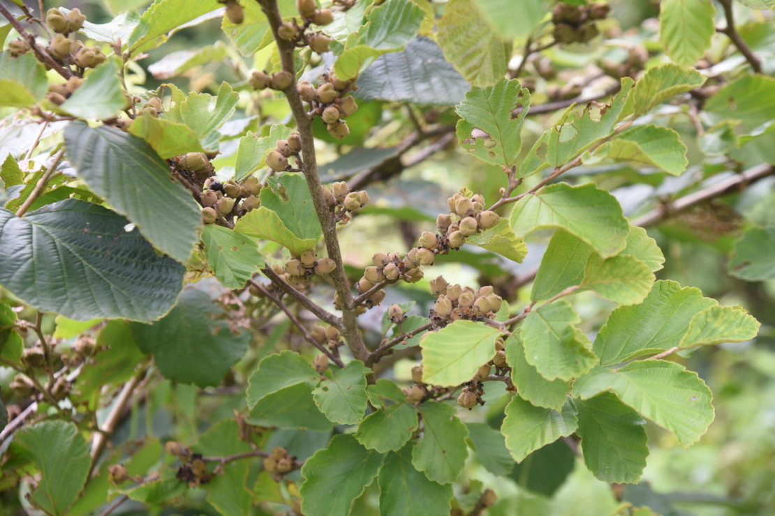 Blätter und Früchte einer Zaubernuss im Sommer. Foto: AdobeStock_tamu