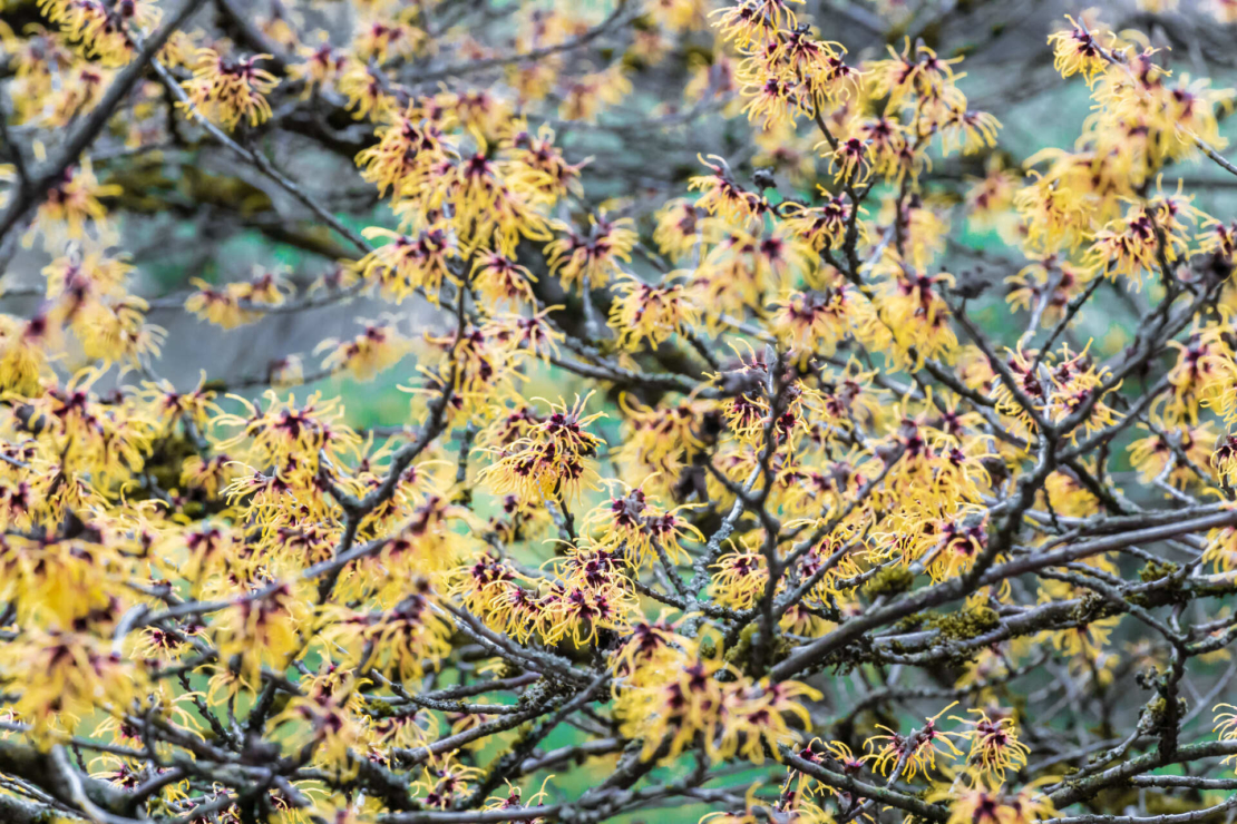 Gelbblühende Zaubernuss. Foto: AdobeStock_Dieter Meyer