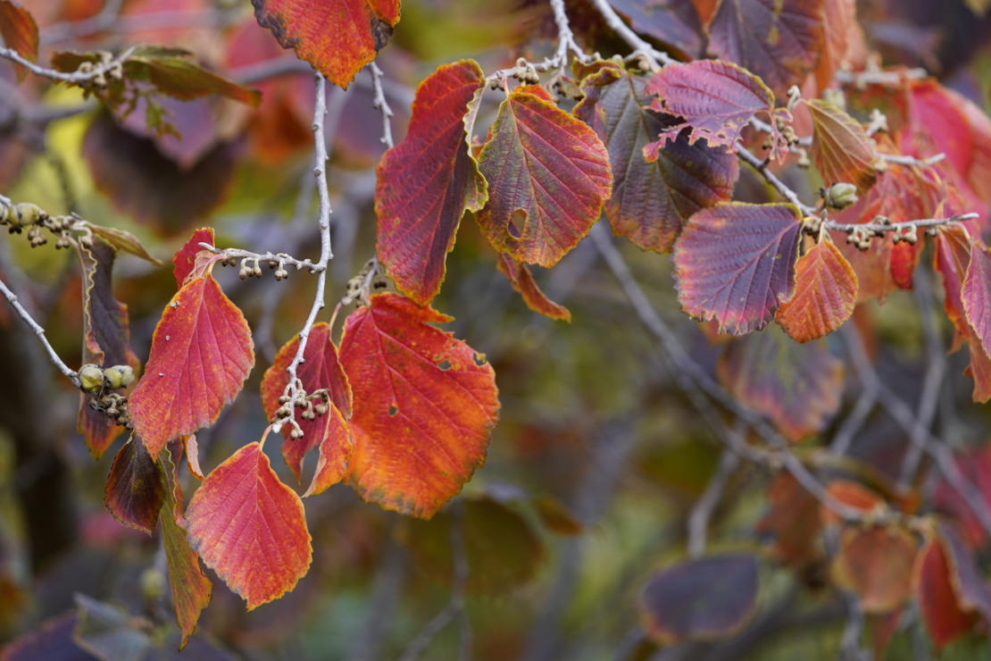 Rotes Herbstlaub einer Zaubernuss in der Nahaufnahme. Foto: AdobeStock_guentermanaus