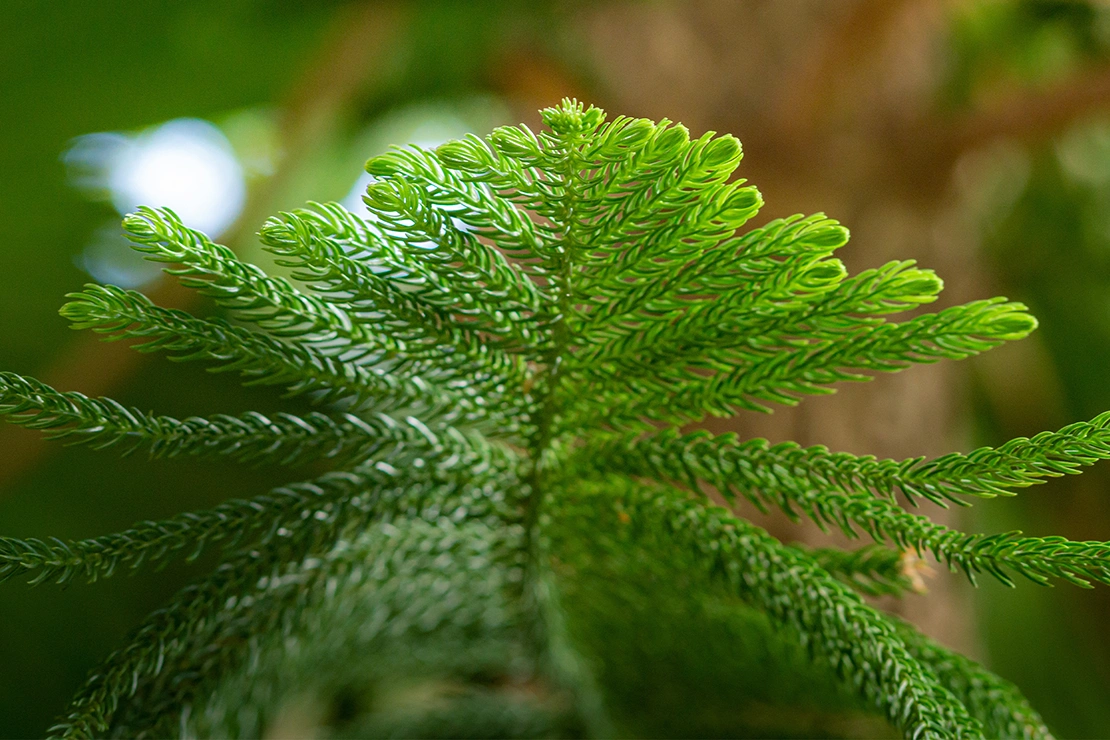 Nahaufnahme einer Zimmertanne [Foto: AdobeStock_sergey]