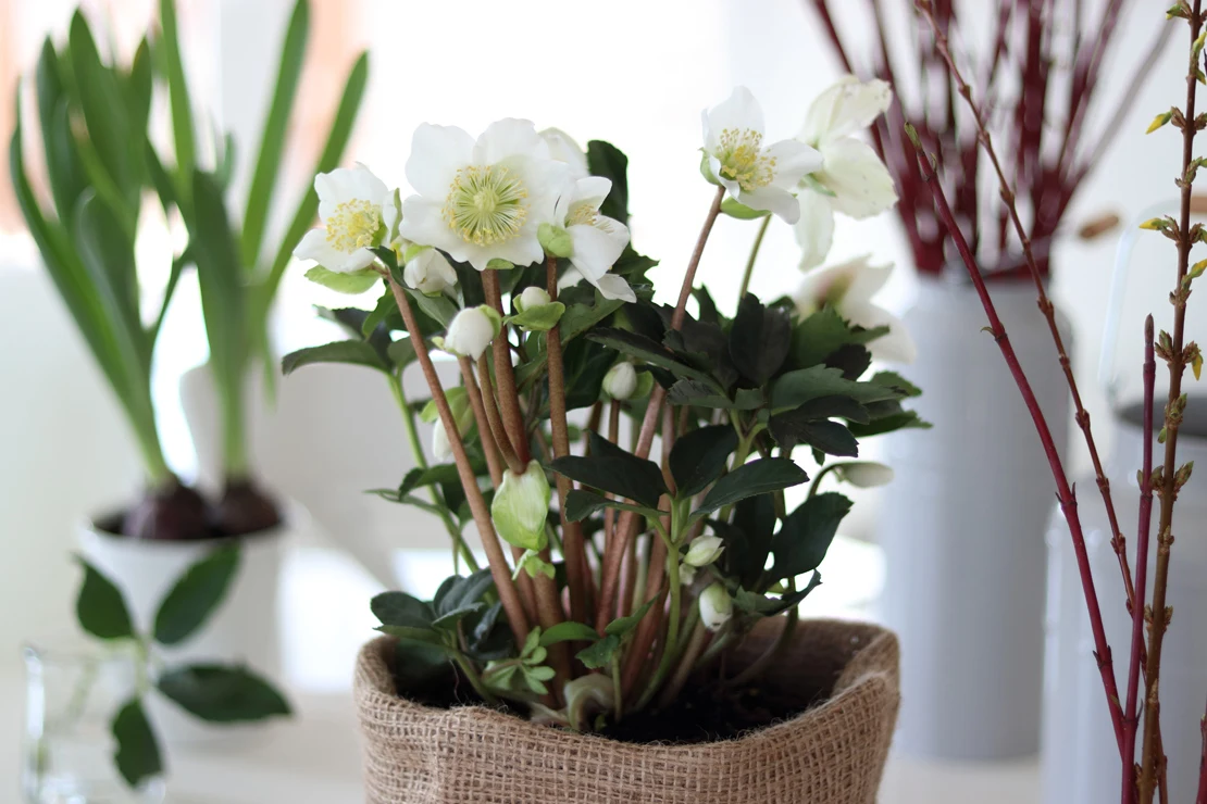Christrose als Zimmerpflanze. Foto: AdobeStock_Bydlinska