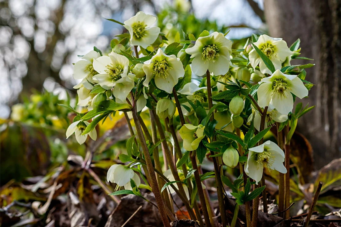 Weißblühende Christrose wächst auf laubbedecktem Waldboden. Foto: AdobeStock_progarten