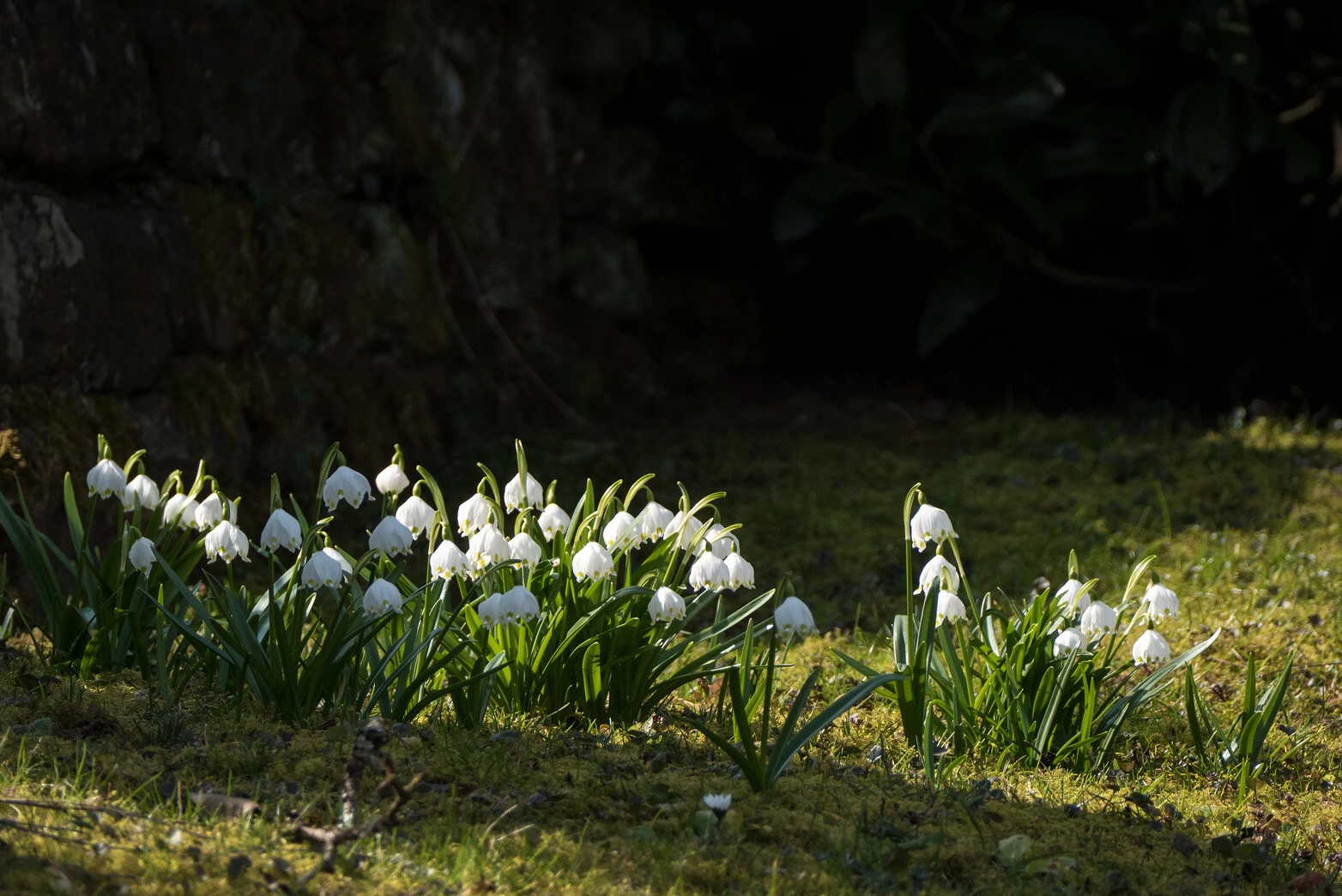 Garten im Februar Tipps und Anregungen GartenFlora