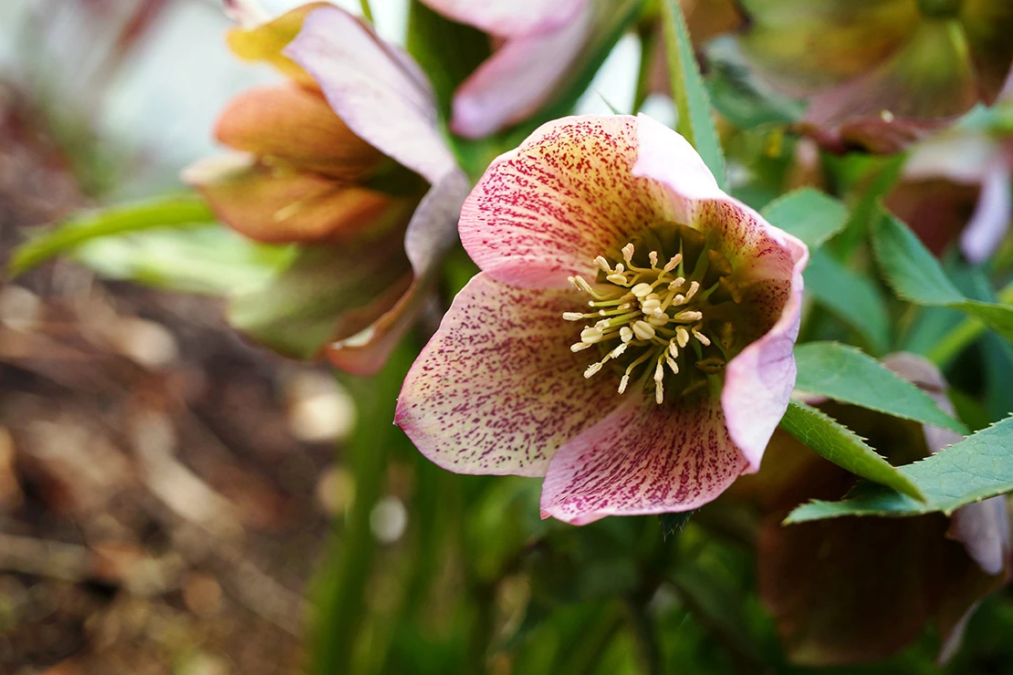 Garten im Februar: Blühende Lenzrose. Foto: AdobeStock_eqroy