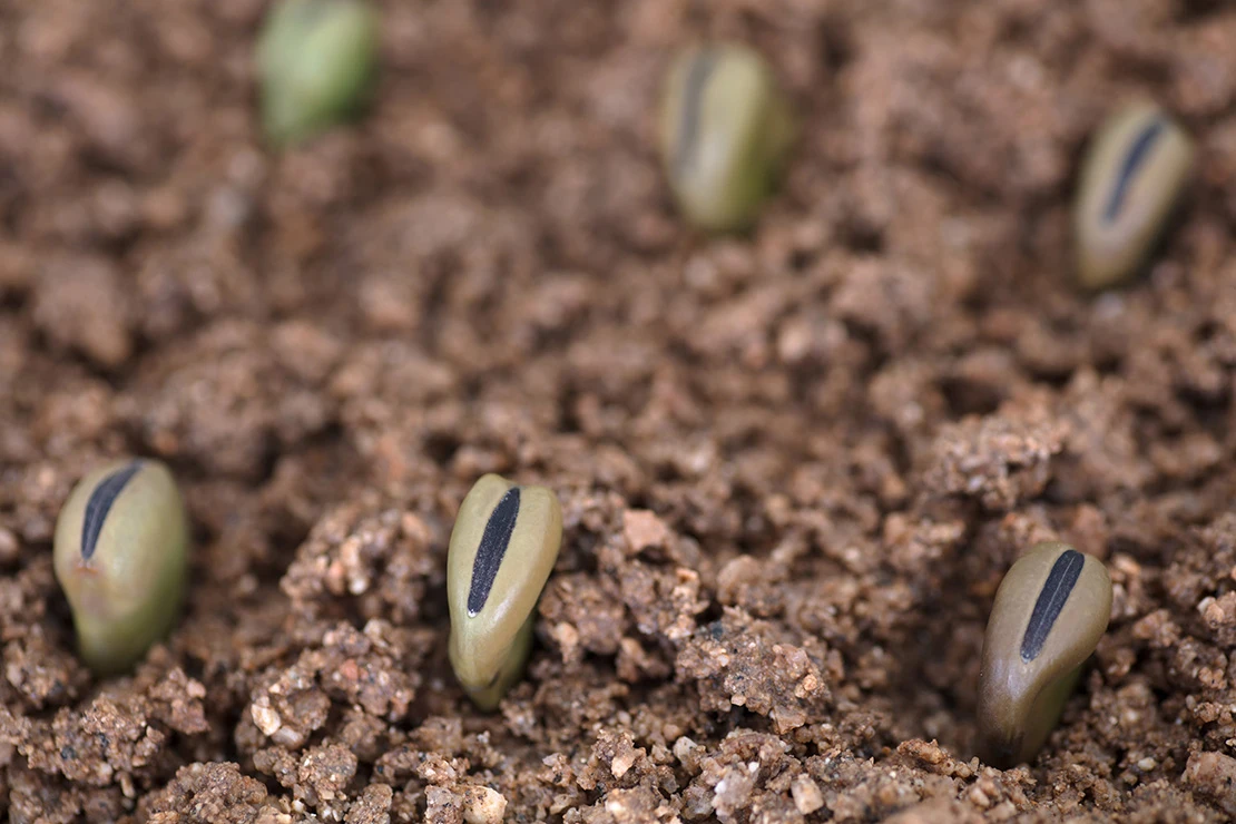 Garten im Februar: Ausgesäte Bohnen. Foto: AdobeStock_zhenya