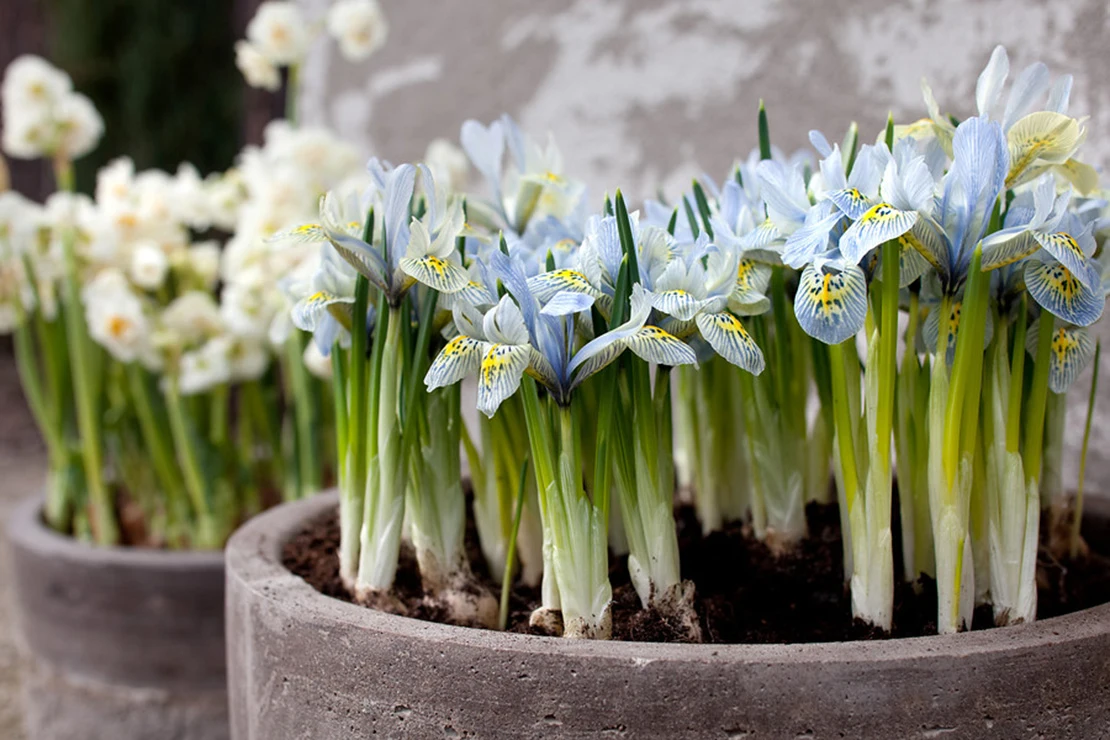 Blühende Zwerg-Iris in runden Betontöpfen. Eine Augenweide im Garten im Februar. [Foto: iBulb]