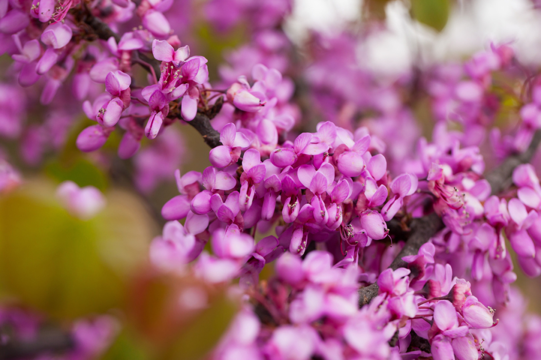 Rosafarbene Blüten des Judasbaums in der Nahaufnahme. Foto: AdobeStock_JackF