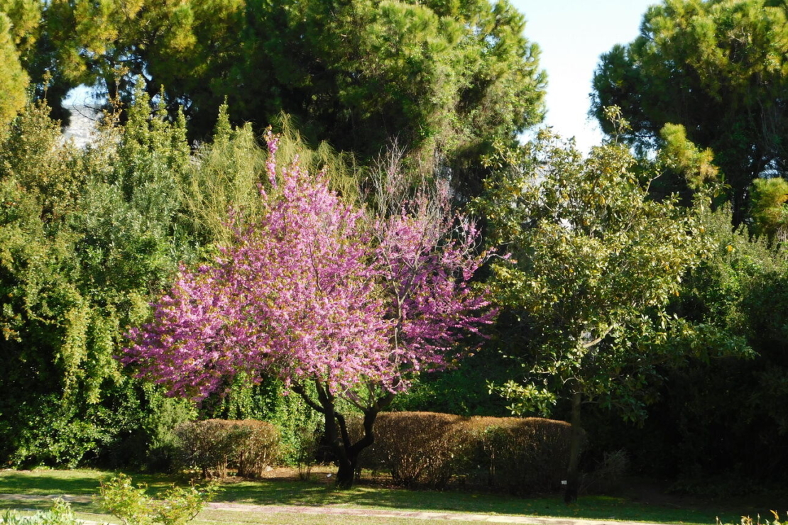 Ein blühender Judasbaum in einem Park. Foto: AdobeStock_Konstantinos