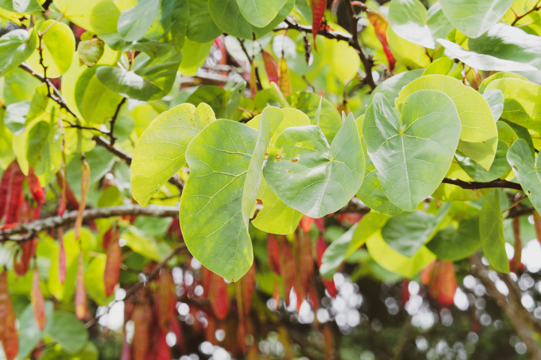 Rötliche Fruchtschoten des Judasbaums. Foto: AdobeStock_Marc