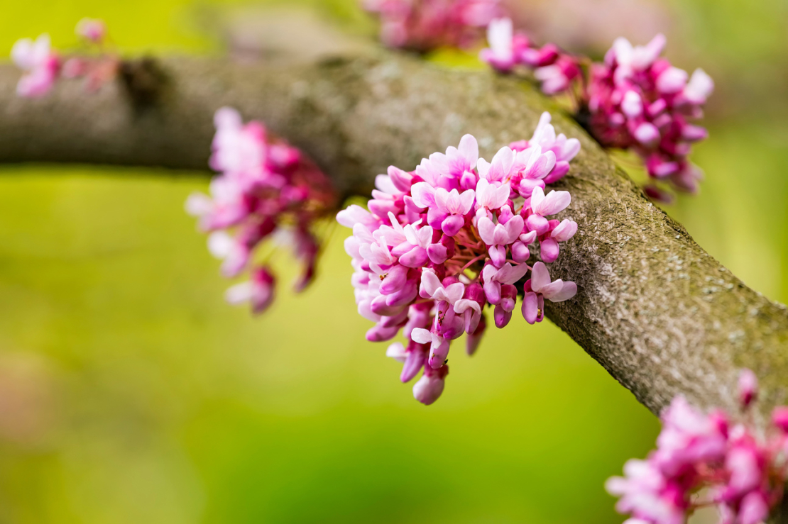 Blütenbüschel an einem Ast des Judasbaums in der Nahaufnahme. Foto: AdobeStock_sunda y_morning