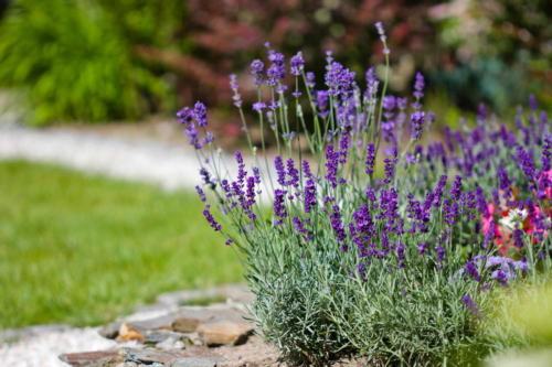 Blühender Lavendel im Garten. Foto: AdobeStock_Katarzyna