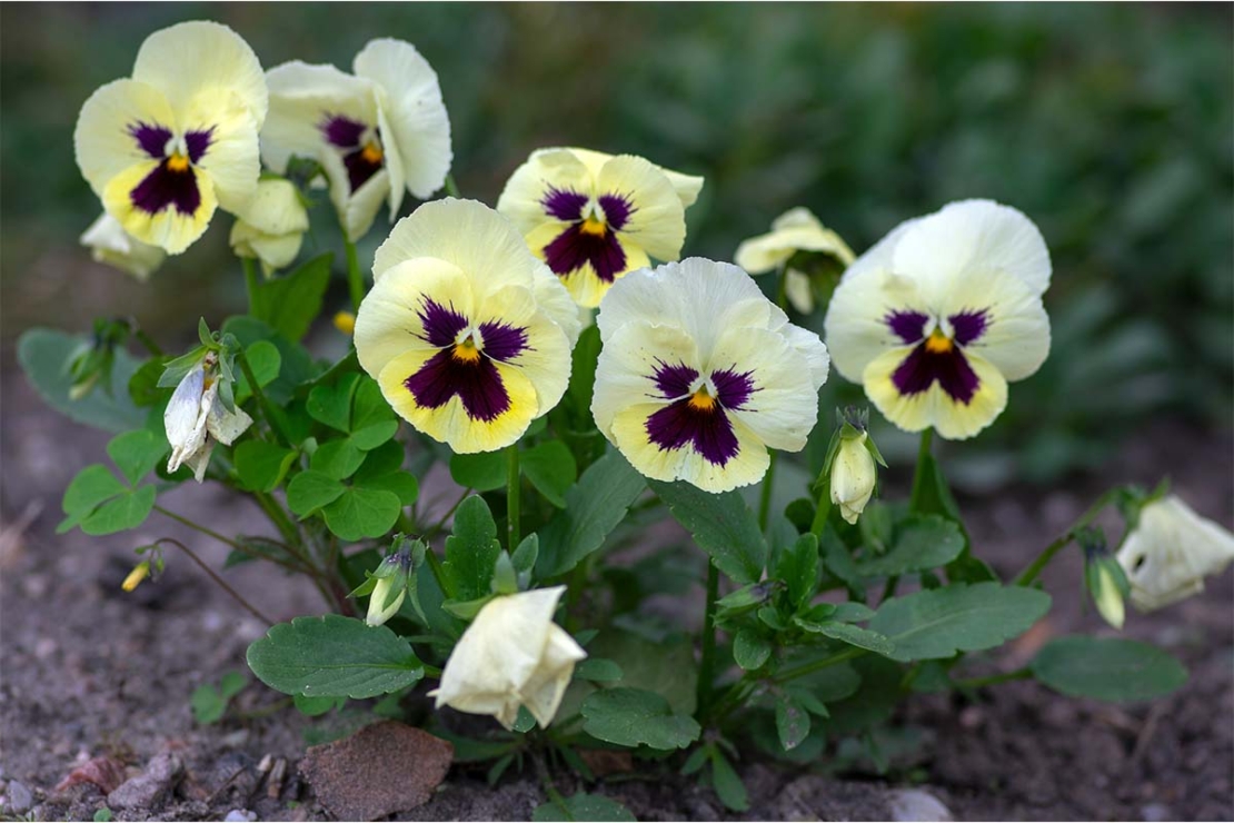 Stiefmütterchen Pflege des beliebten Veilchens GartenFlora