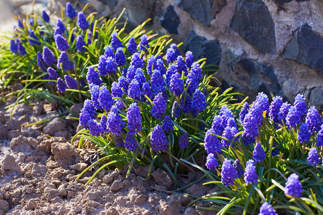Blaublühende Traubenhyazinthen wachsen entlang einer Steinmauer. Foto: AdobeStock_Liudmila