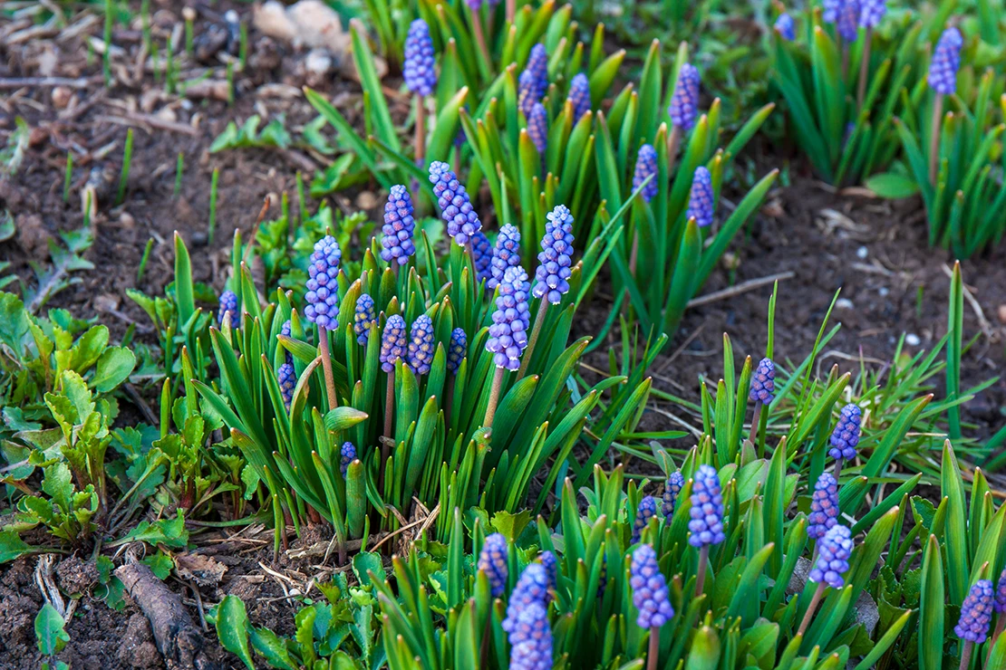 Blau blühende Traubenhyazinthen im Garten. Foto: AdobeStock_znmystery