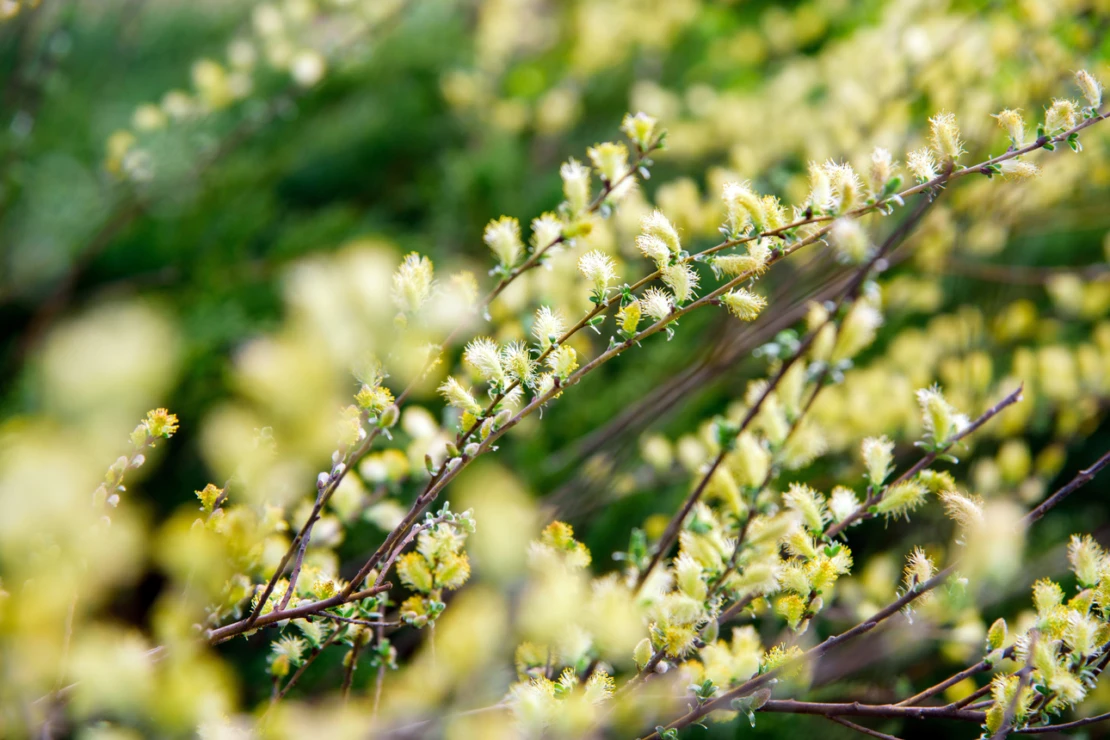 Gelbe Weidenkätzchen der Kriechweide. Foto: AdobeStock_Vitaliy Hrabar