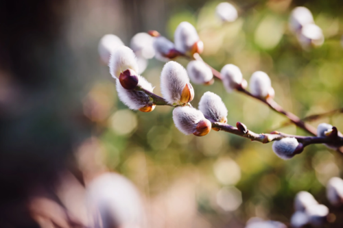 Silbrigweiße Weidenkätzchen im rechten Bildausschnitt in der Nahaufnahme. Foto: AdobeStock_emmi