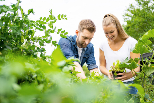 Ein junges Paar ist dabei, ein Hochbeet mit Gemüse zu bepflanzen.