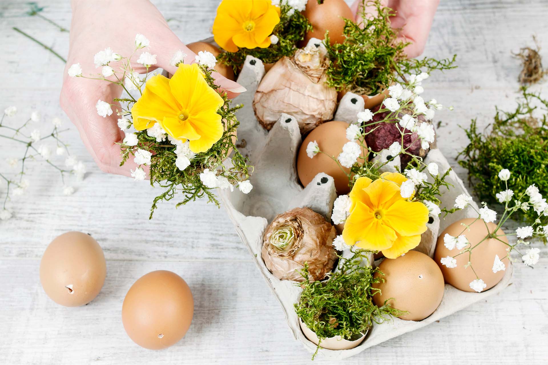 Basteln mit Eierschalen: Pflanzendeko zu Ostern | GartenFlora