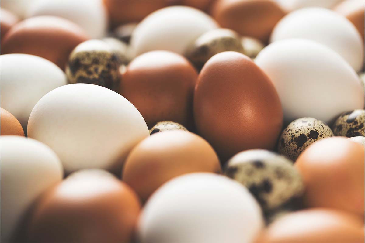 Basteln mit Eierschalen funktioniert mit verschiedenen Eiern, hier z. B. Hühner- und Wachteleier [Foto: AdobeStock_belekekin]