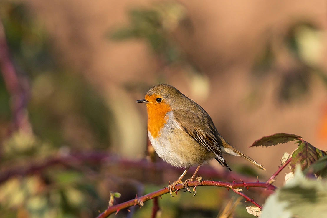 Ein Rotkehlchen sitzt auf einem Brombeerzweig. Foto: AdobeStock_Martin Grimm 