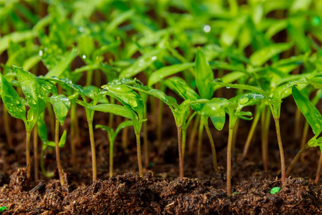 Garten im März: Engstehende Sämlinge von Paprikapflanzen. Foto: AdobeStock_Yaroslav