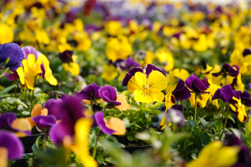 Viele Hornveilchen mit zweifarbigen Blüten in gelb und violett. Foto: AdobeStock_Cocosss