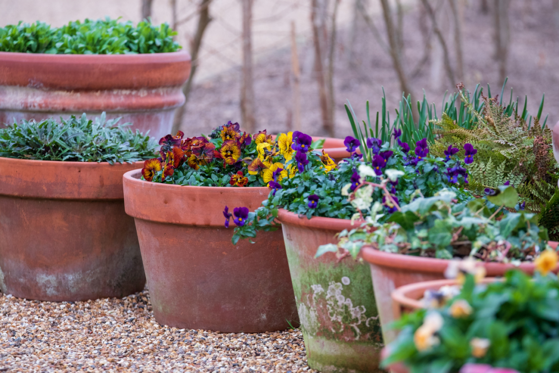 Große, mit Hornveilchen, Gräsern und Farn bepflanzte Terracottatöpfe auf einer Kiesfläche. Foto: AdobeStock_Lois GoBe