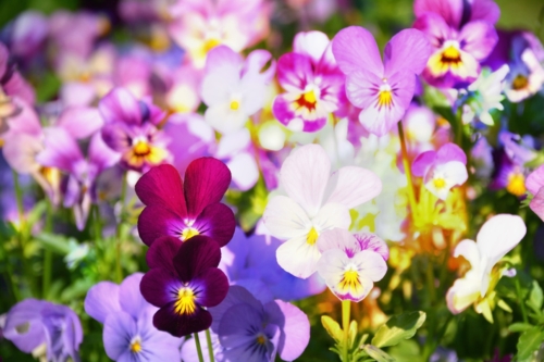 Verschiedenfarbig blühende Hornveilchen. Foto: AdobeStock_S.H.exclusiv