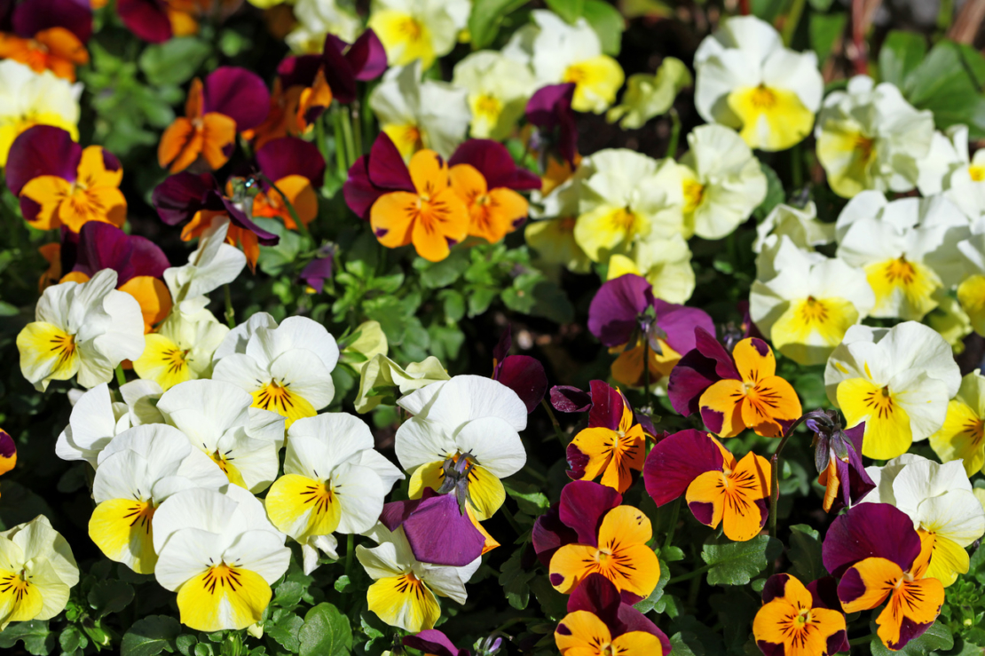 Mehrfarbig blühende Hornveilchen: weiß-gelb und orange-violett. Foto. AdobeStock_wiw