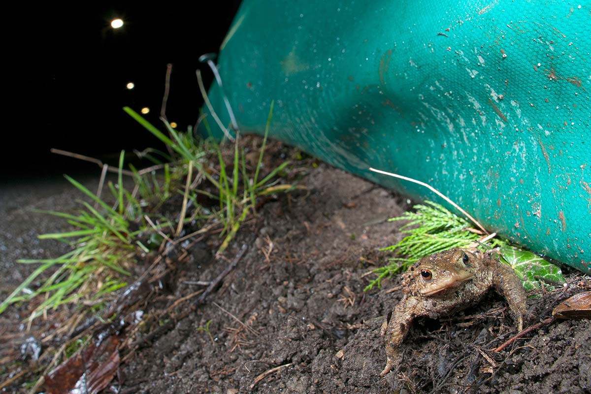 Erdkroete wandert bei Kroetenwanderung an einem Kroetenzaun [Foto: AdobeStock_Bennytrapp]