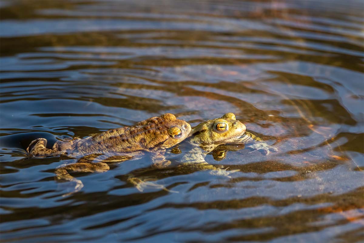 Erkorenen waehrend der Kroetenwanderung im Frühling [Foto: AdobeStock_Ms_pics_and_more]