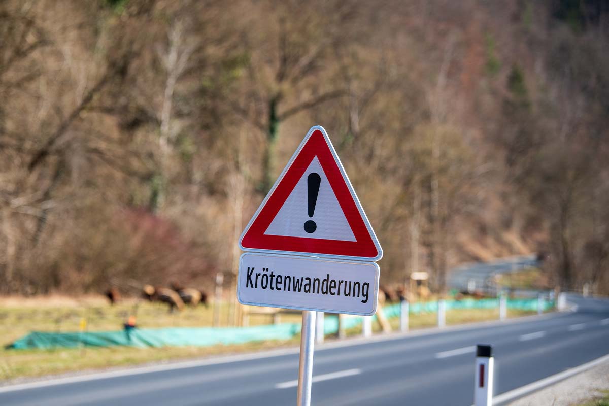 Schild Achtung Kroetenwanderung an einer Straße [Foto: AdobeStock_Sonja Birkelbach]