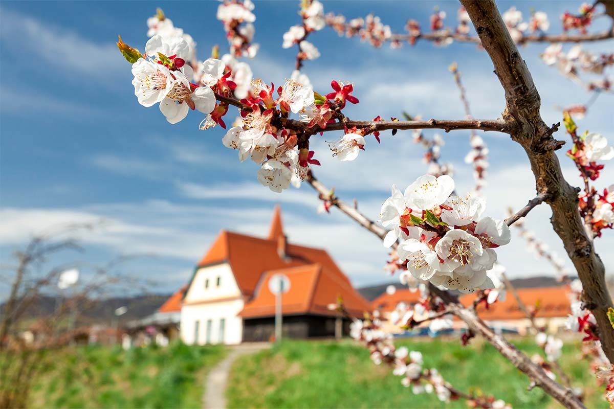 Marillenbluete im Fruehling [Foto: AdobeStock_Sonja Und Gerald]