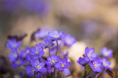 Violettfarbene Leberblümchen in der Nahaufnahme. Der Hintergrund ist bräunlich und unscharf. Foto: AdobeStock_Amalia Gruber