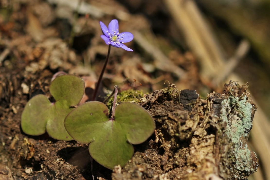 Einzelnes Leberblümchen wächst auf einem Baumstamm. Foto: AdobeStock_Schmutzler-Schaub