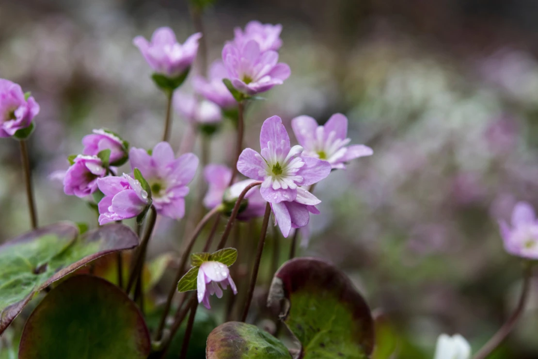 Blühende Leberblümchen in hellem Lilaton. Foto: Adobestock_Wiert
