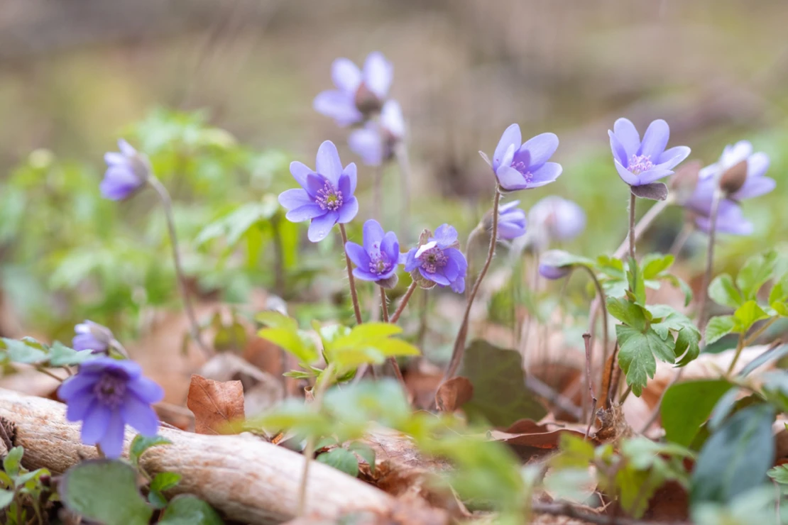 Leberblümchen mit violettfarbenen Blüten sprießen aus dem Waldboden. Foto: AdobeStock_progarten