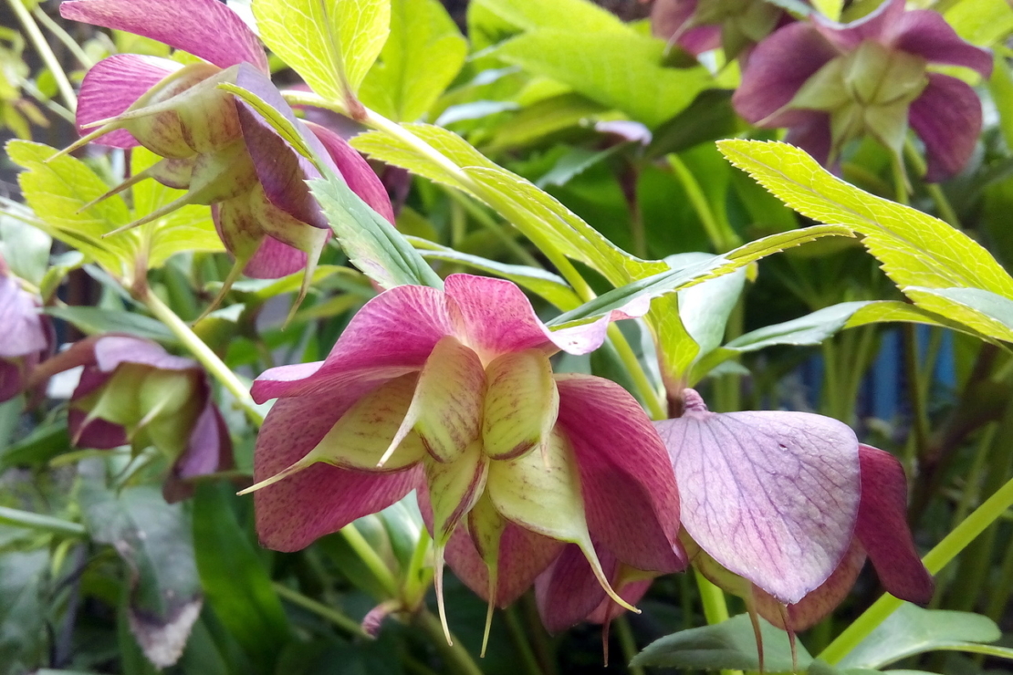 Fruchtkapseln einer Lenzrose. Foto: AdobeStock_Adriana