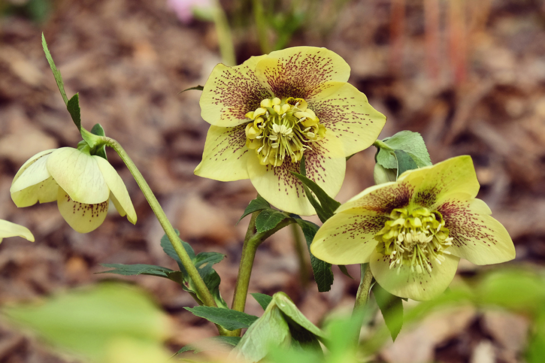 Blühende Lenzrose mit hellgelben Blütenblättern und violettfarbenen Sprenkeln. Foto: AdobeStock_Alexandra